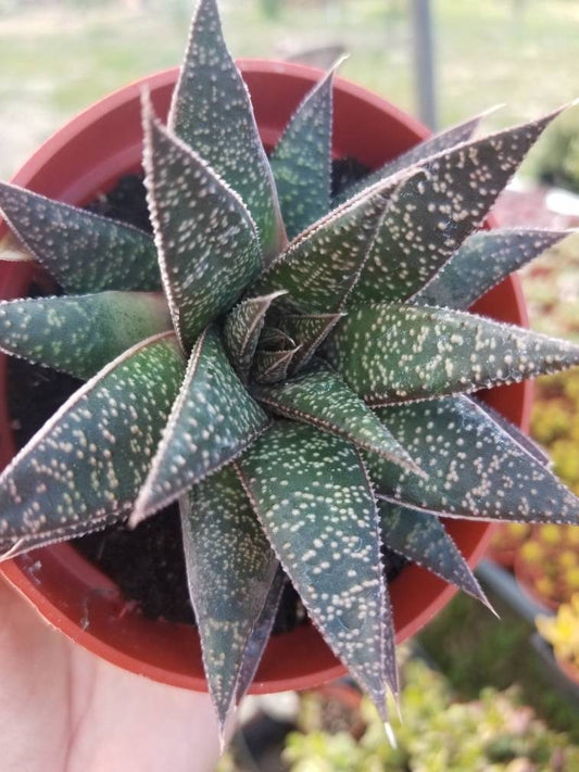 Gasteria Flow  (4" Pot) - Beaultiful Desert Plants 