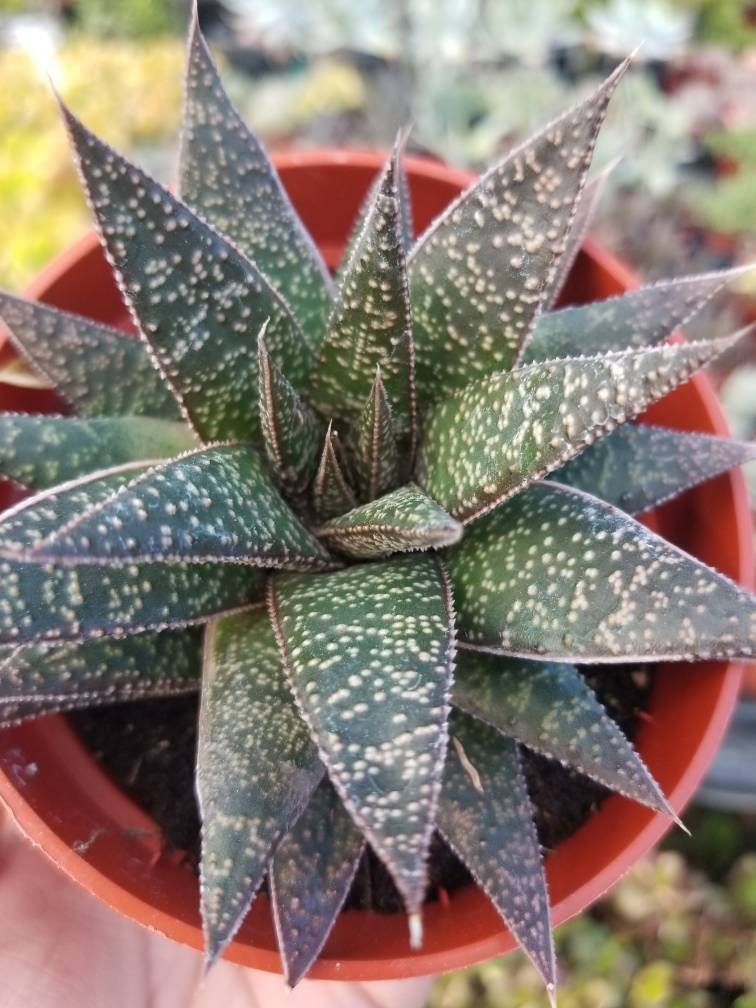 Gasteria Flow  (4" Pot) - Beaultiful Desert Plants 