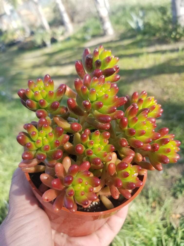 Sedum Jelly Beans (4"pot) - Beaultiful Desert Plants 