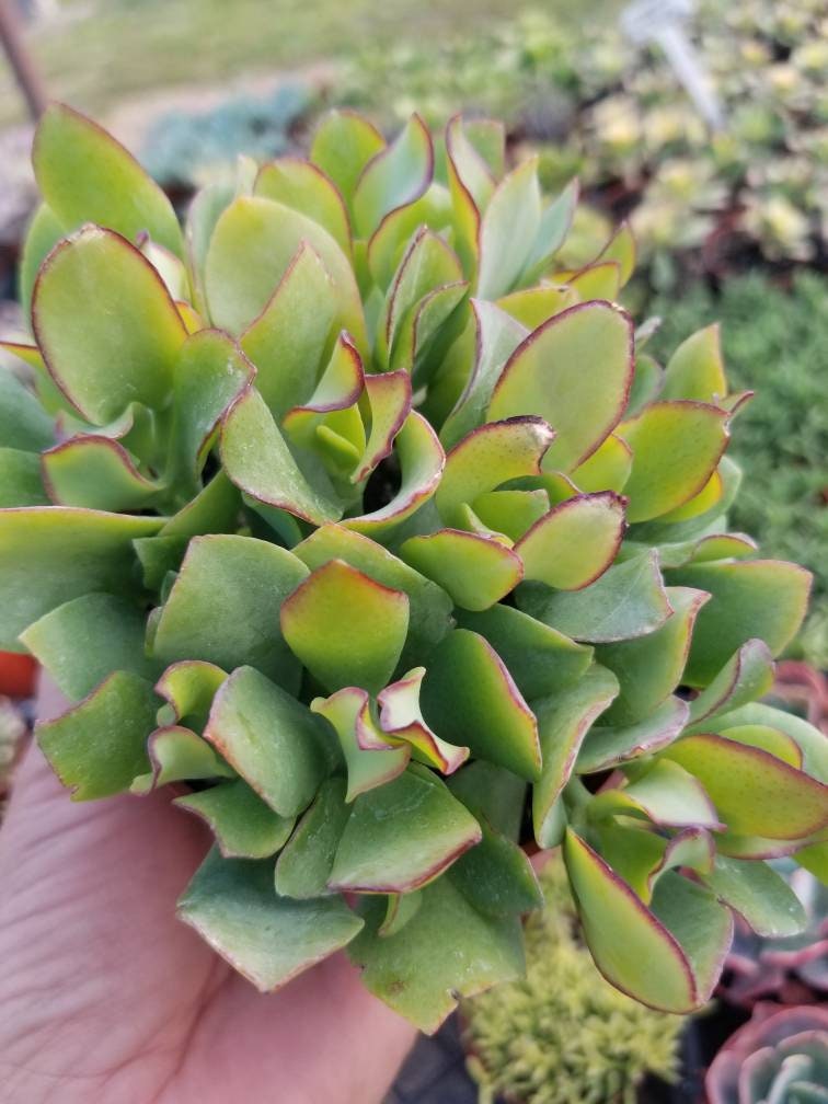 Crassula Undulatifolia  (4"pot) - Beaultiful Desert Plants 