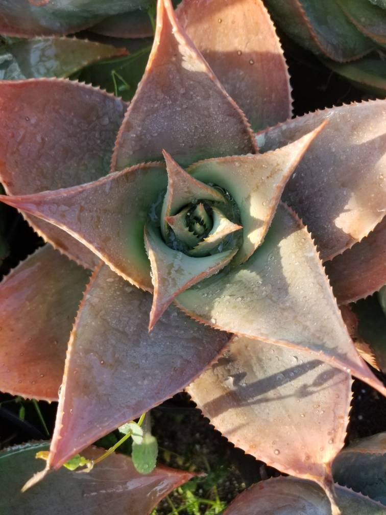 Aloe Striata Hybrid - Beaultiful Desert Plants 