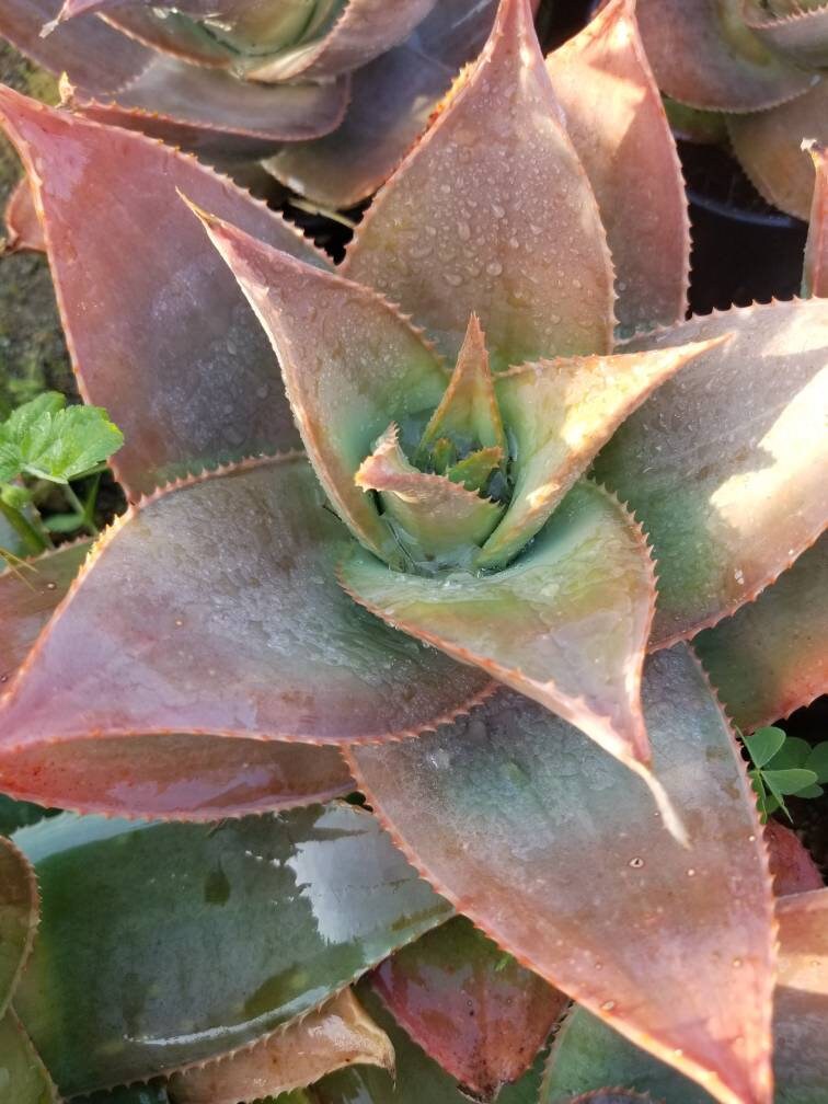 Aloe Striata Hybrid - Beaultiful Desert Plants 