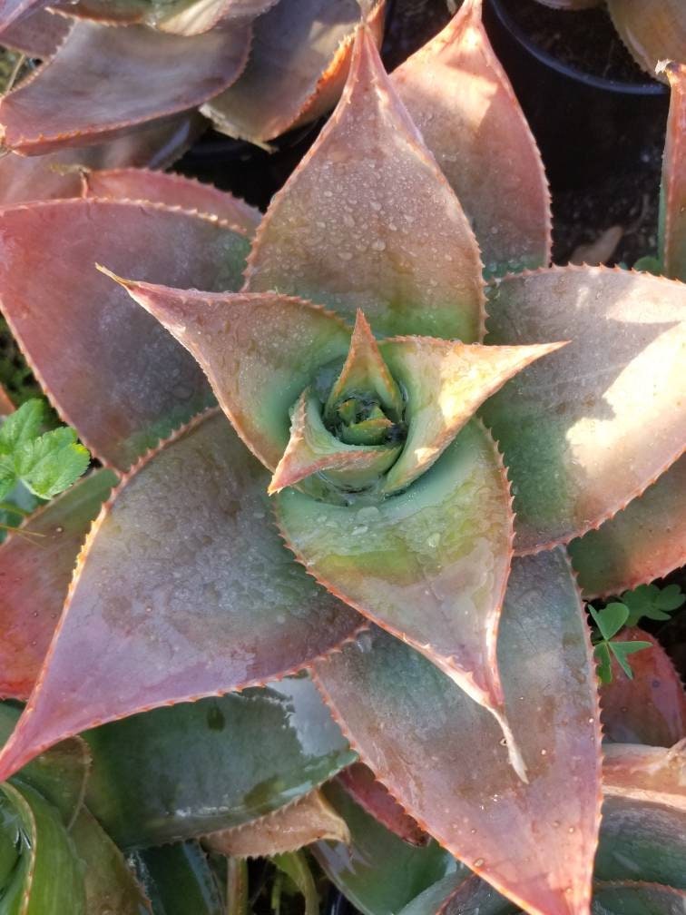 Aloe Striata Hybrid - Beaultiful Desert Plants 