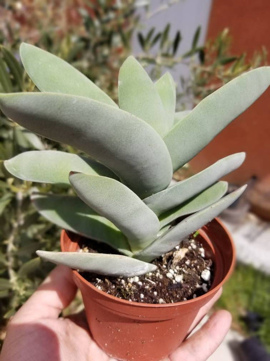 Crassula Propeller (4" Pot) - Beaultiful Desert Plants 