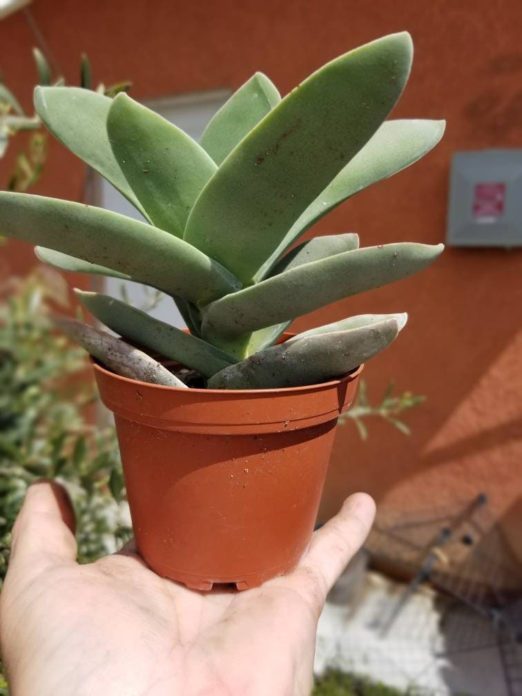 Crassula Propeller (4" Pot) - Beaultiful Desert Plants 