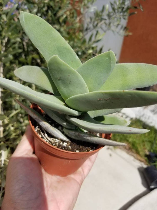 Crassula Propeller (4" Pot) - Beaultiful Desert Plants 