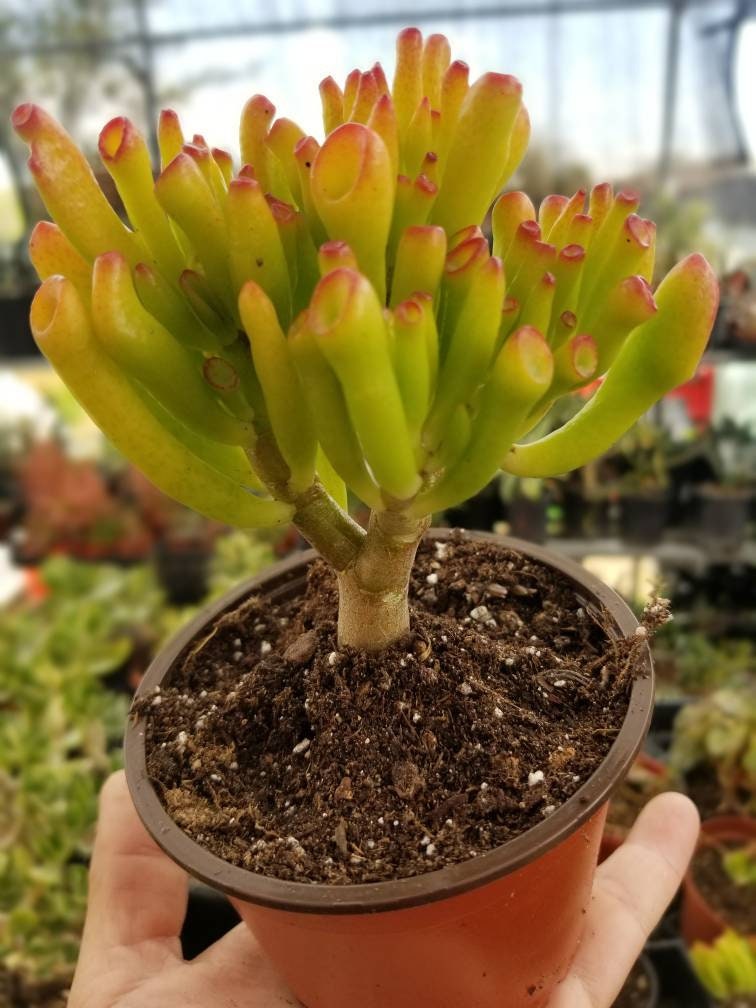 Crassula Ovata Gollum - Beaultiful Desert Plants 