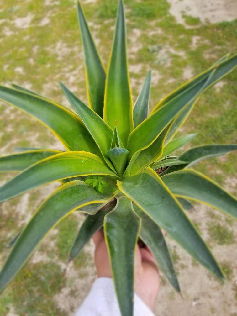 Agave Desmettianna Variegated - Beaultiful Desert Plants 