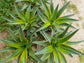 Agave Desmettianna Variegated - Beaultiful Desert Plants 