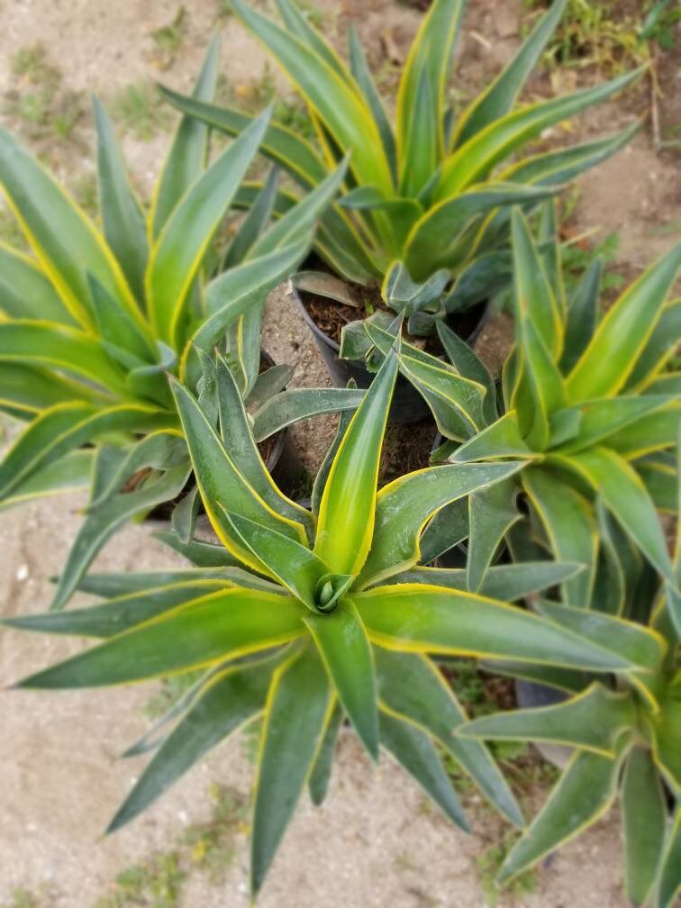 Agave Desmettianna Variegated - Beaultiful Desert Plants 