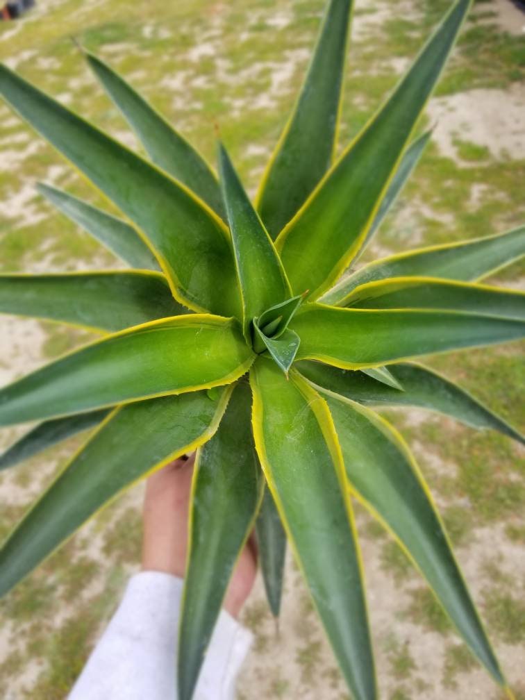 Agave Desmettianna Variegated - Beaultiful Desert Plants 