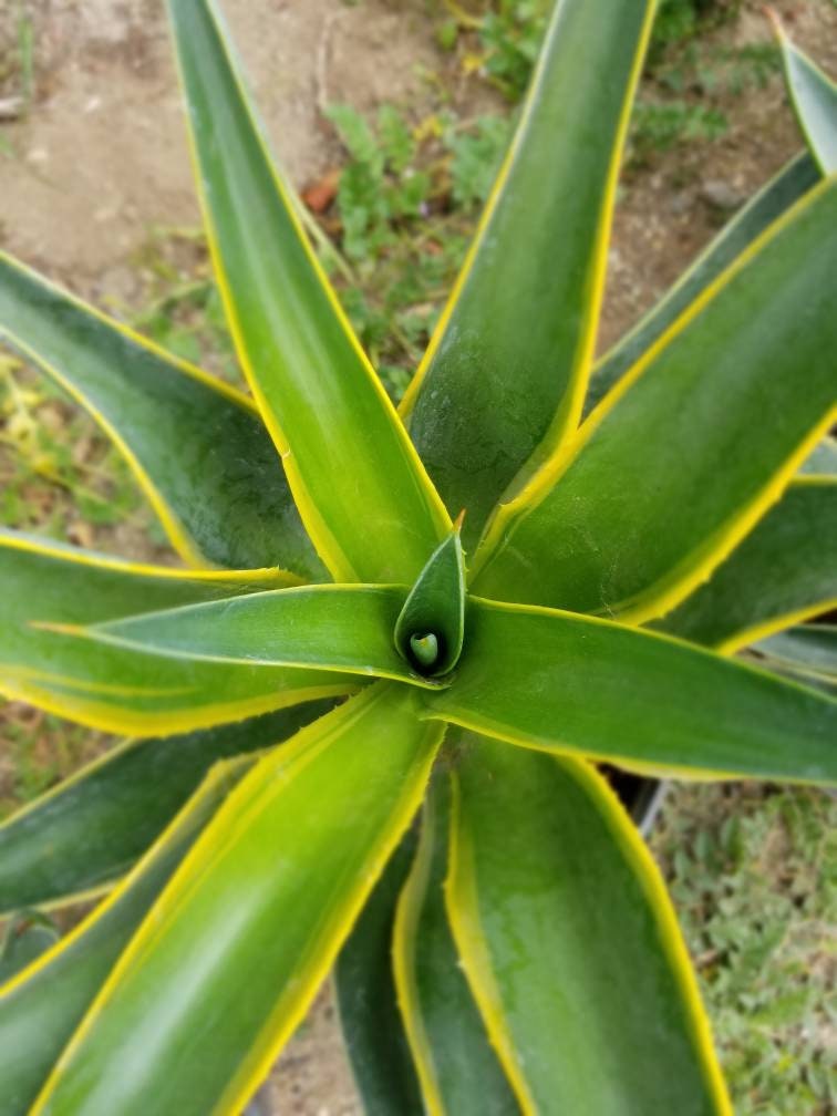 Agave Desmettianna Variegated - Beaultiful Desert Plants 