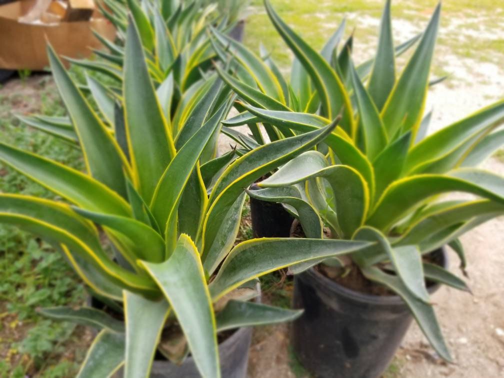 Agave Desmettianna Variegated - Beaultiful Desert Plants 