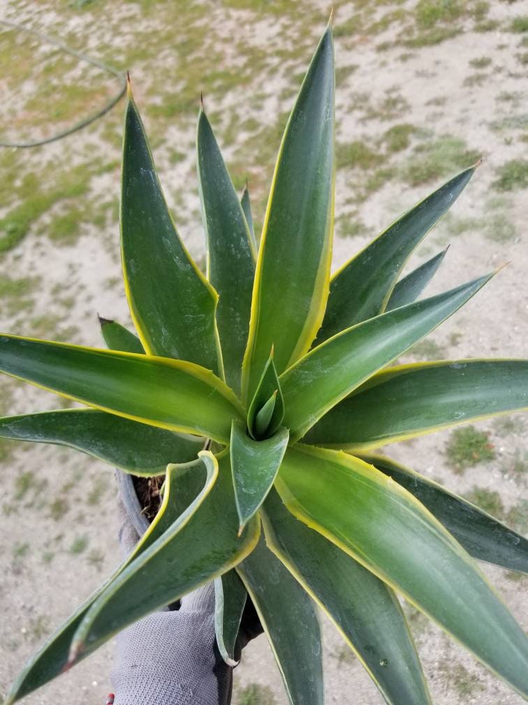 Agave Desmettianna Variegated - Beaultiful Desert Plants 