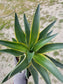 Agave Desmettianna Variegated - Beaultiful Desert Plants 