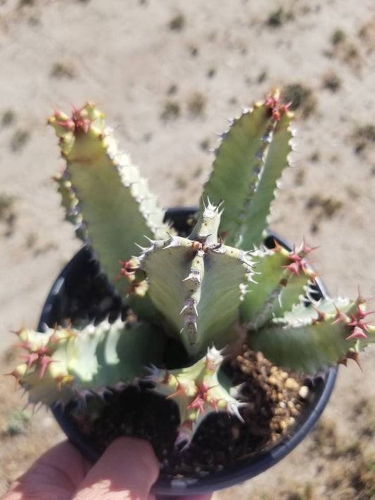 Euphorbia Resinifera - Beaultiful Desert Plants 