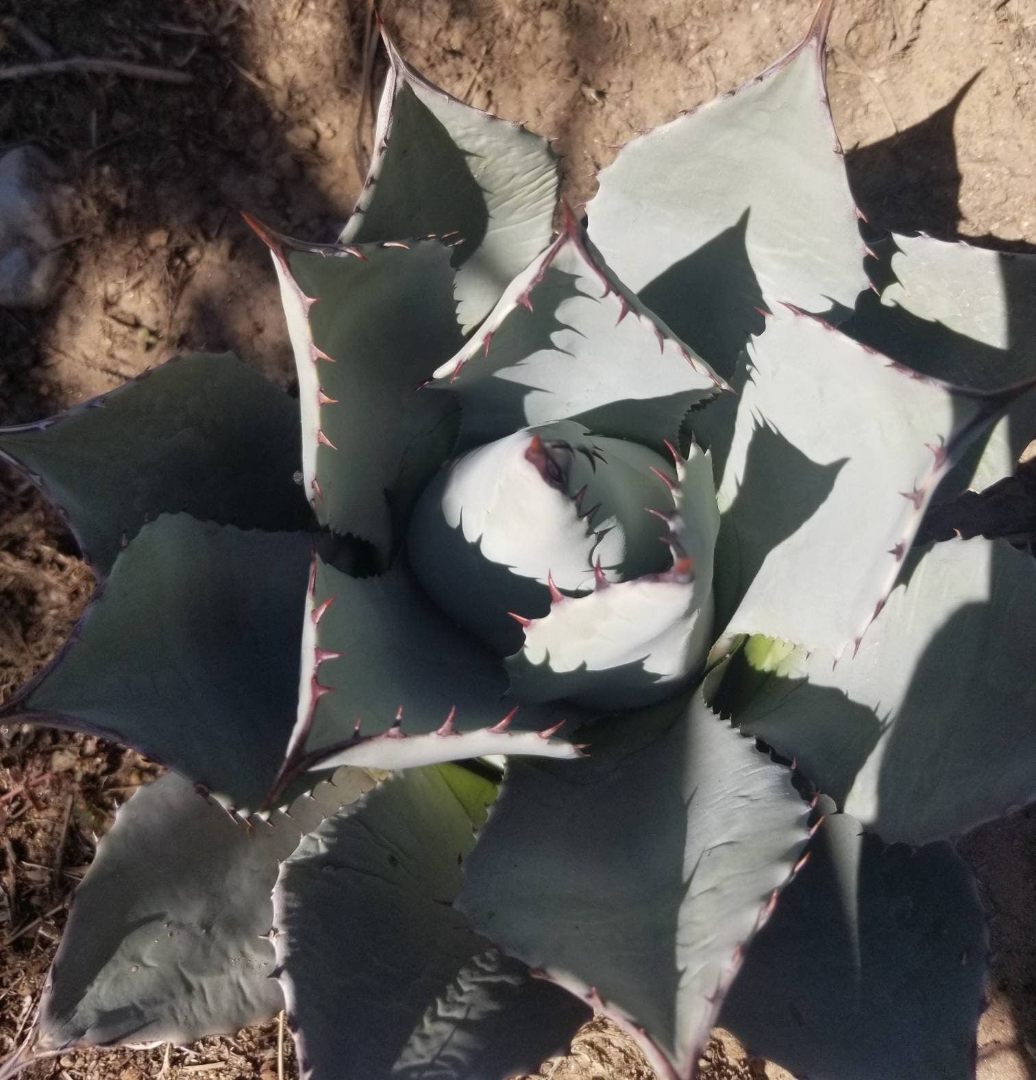 Agave Parryi - Beaultiful Desert Plants 