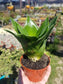 Sansevieria Black Jade (4" Pot) - Beaultiful Desert Plants 