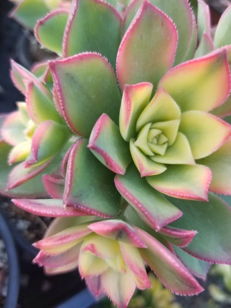 Aeonium Kiwi (4" Pot) - Beaultiful Desert Plants 