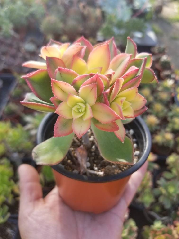 Aeonium Kiwi (4" Pot) - Beaultiful Desert Plants 