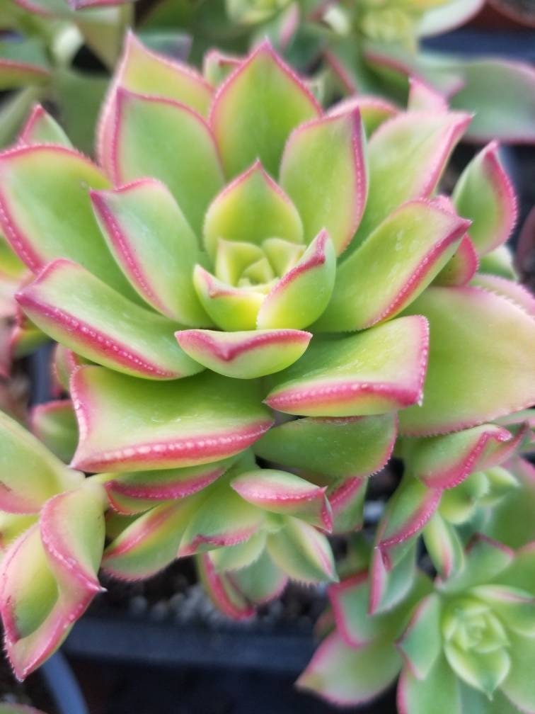 Aeonium Kiwi (4" Pot) - Beaultiful Desert Plants 