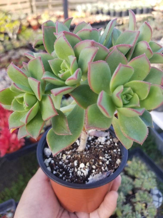 Aeonium Pinwheel (4" Pot) - Beaultiful Desert Plants 