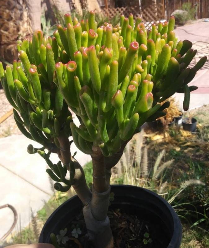 Crassula Ovata Gollum Tree - Beaultiful Desert Plants 