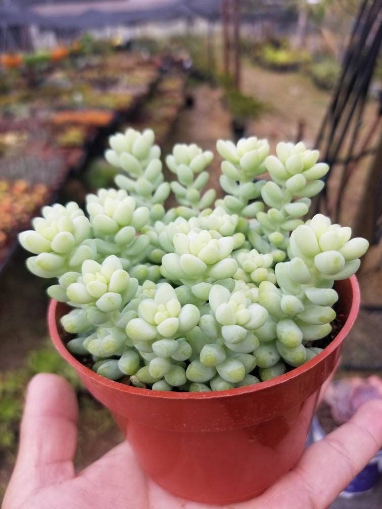 morganianum succulent Sedum Morganianum ‘Donkey Tail’ 4”
