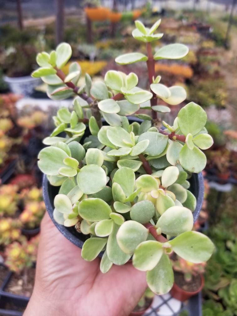 Variegated Portulacaria Afra "Variegated Elephant Blush" (4"pot) - Beaultiful Desert Plants 