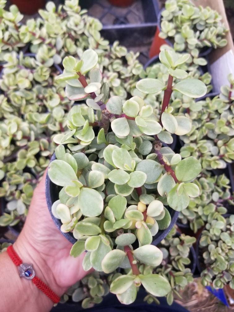 Variegated Portulacaria Afra "Variegated Elephant Blush" (4"pot) - Beaultiful Desert Plants 