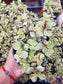 Variegated Portulacaria Afra "Variegated Elephant Blush" (4"pot) - Beaultiful Desert Plants 