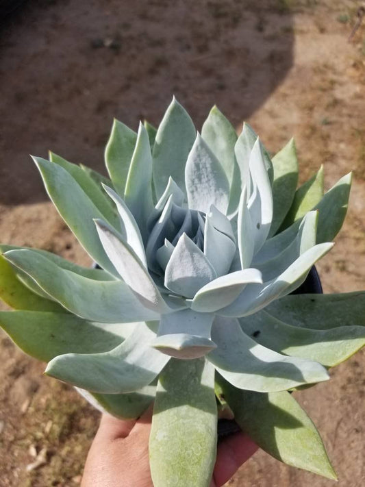 Dudleya Brittonii - Beaultiful Desert Plants 