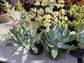 Dudleya Brittonii - Beaultiful Desert Plants 