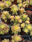 Aeonium Kiwi (4" Pot) - Beaultiful Desert Plants 