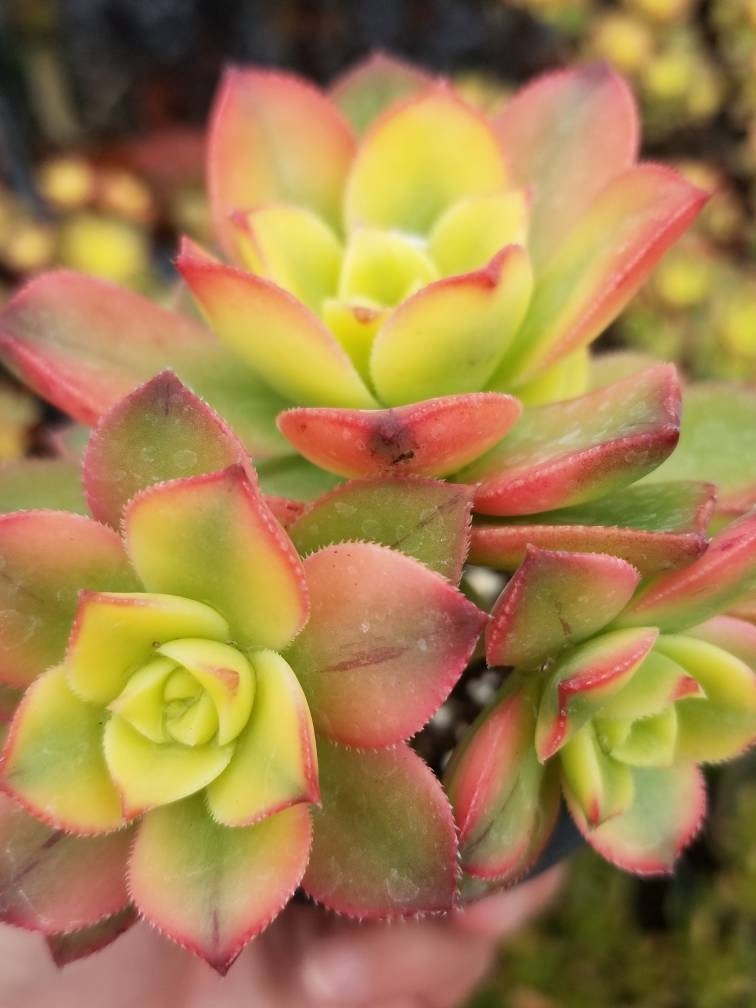 variegated kiwi succulent Aeonium Kiwi Rare Succulent Aeonium Haworthii Rosette Plant 4 inch / Plastic Pot by Succulents Box