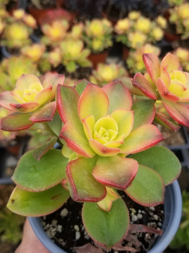 Aeonium Kiwi (4" Pot) - Beaultiful Desert Plants 