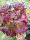 Aeonium Salad Bowl Bouquet - Beaultiful Desert Plants 