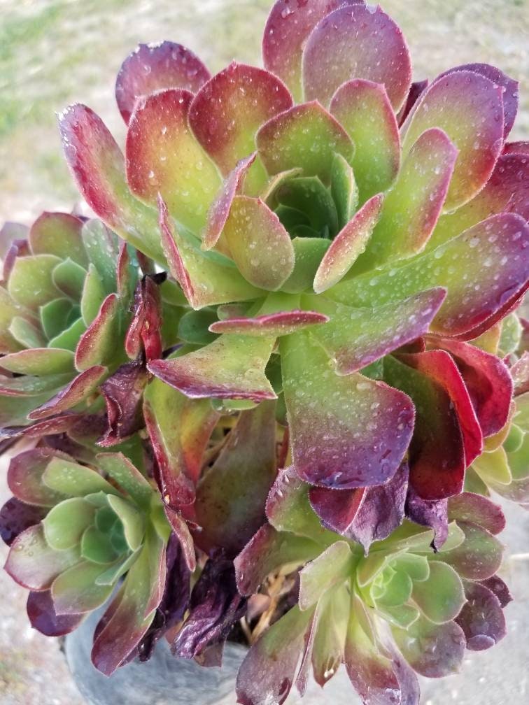 Aeonium Salad Bowl Bouquet - Beaultiful Desert Plants 