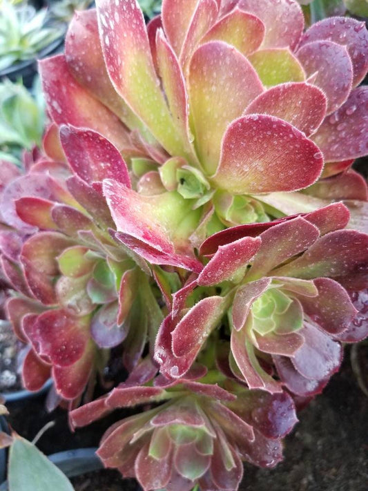 Aeonium Salad Bowl Bouquet - Beaultiful Desert Plants 