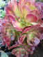 Aeonium Salad Bowl Bouquet - Beaultiful Desert Plants 