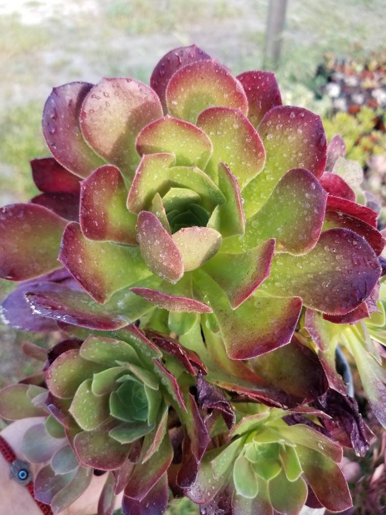 Aeonium Salad Bowl Bouquet - Beaultiful Desert Plants 