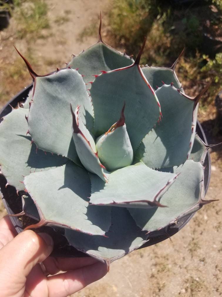 Agave Parryi Truncata - Beaultiful Desert Plants 