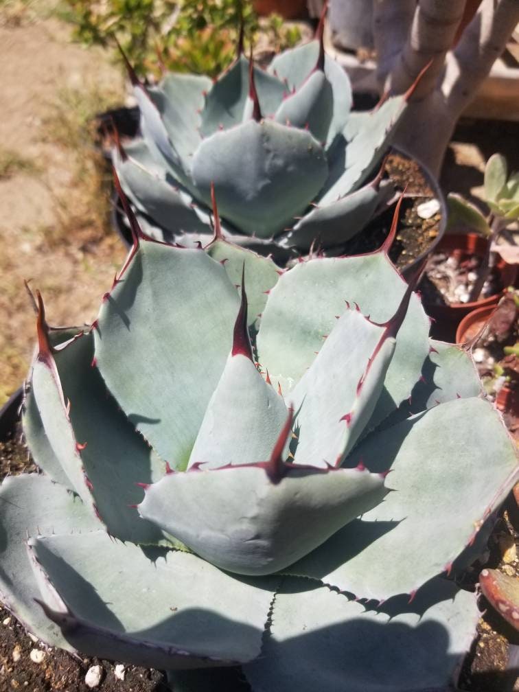 Agave Parryi Truncata - Beaultiful Desert Plants 