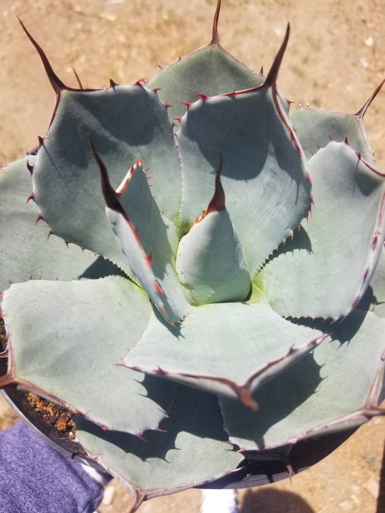 Agave Parryi Truncata - Beaultiful Desert Plants 