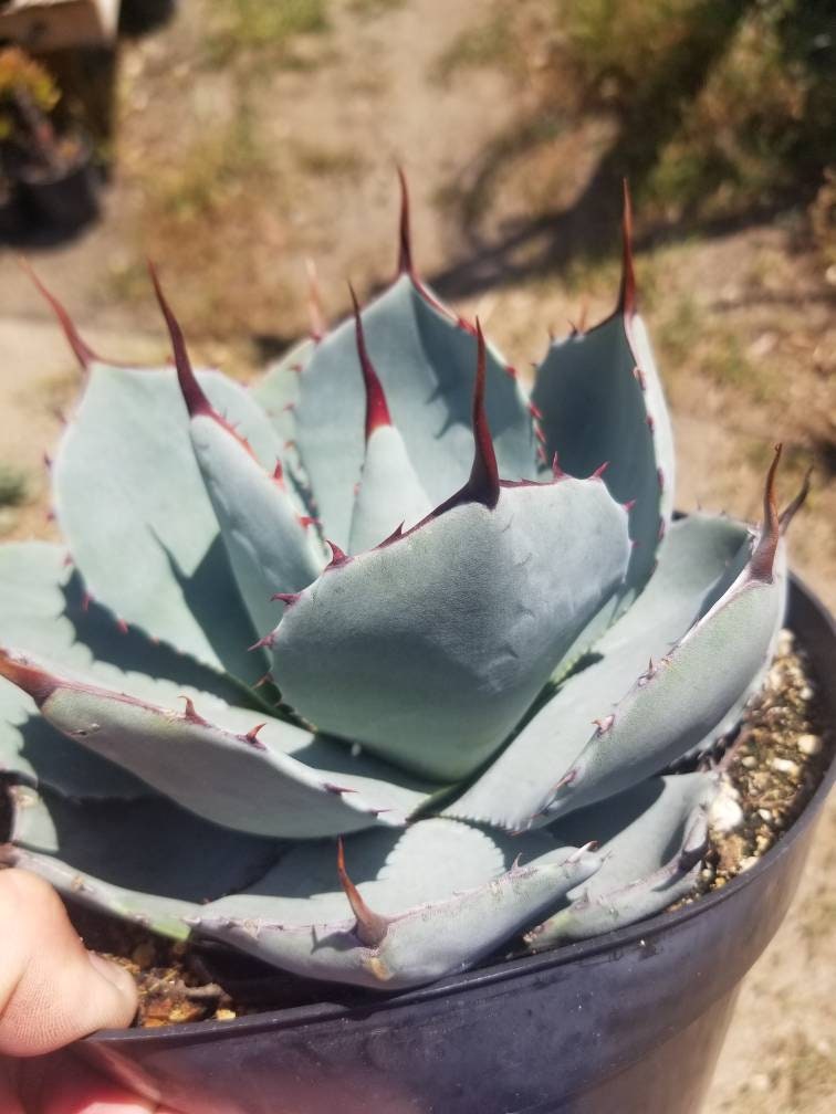 Agave Parryi Truncata - Beaultiful Desert Plants 