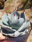 Agave Parryi Truncata - Beaultiful Desert Plants 