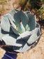 Agave Parryi Truncata - Beaultiful Desert Plants 