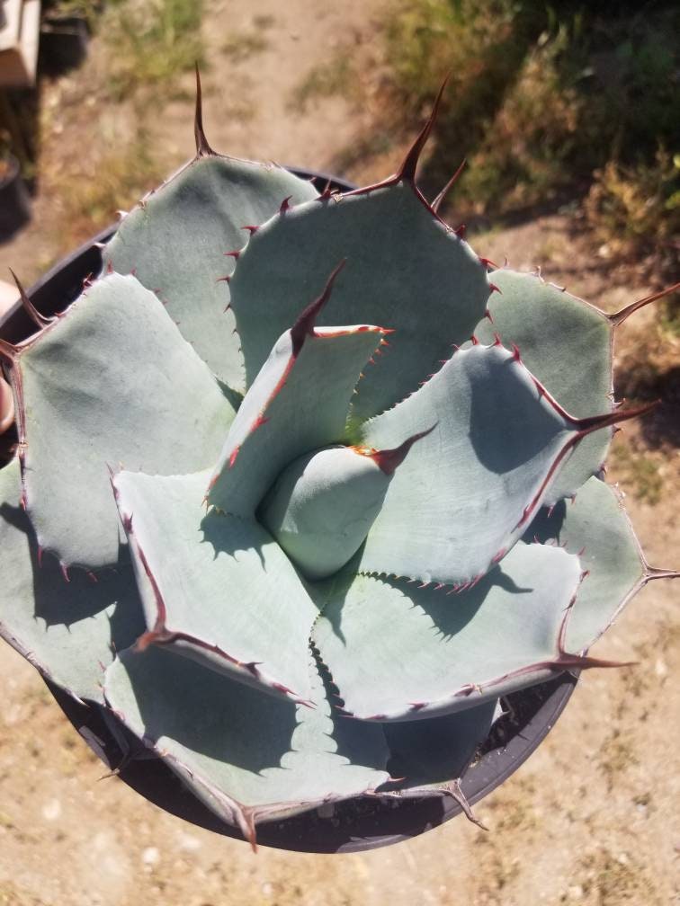 Agave Parryi Truncata - Beaultiful Desert Plants 