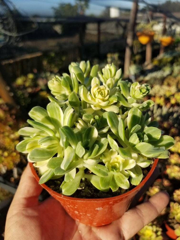 Aeonium Castelo-Paivae Variegata "Suncup" (4" pot) - Beaultiful Desert Plants 