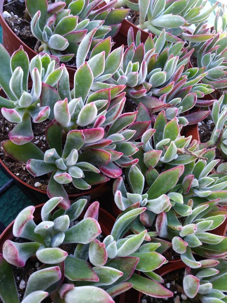Red Velvet (4" pot) - Beaultiful Desert Plants 